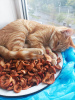 Zusätzliche Fotos: Rote Katze, Kätzchen Orange, sucht Familie!