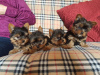 Foto №2 zu Ankündigung № 44308 zu verkaufen yorkshire terrier - einkaufen USA züchter