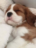 Foto №3. Ich habe einen Cavalier King Charles Spaniel. Deutschland