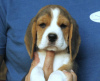 Foto №2 zu Ankündigung № 124715 zu verkaufen beagle - einkaufen Deutschland quotient 	ankündigung