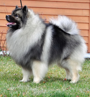 Foto №3. Keeshond. Russische Föderation