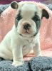 Foto №3. Französische Bulldogge. Deutschland