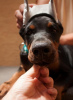 Foto №3. Dobermann-Welpen. Serbien