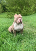 Foto №1. american bully - zum Verkauf in der Stadt Riga | 1200€ | Ankündigung № 123753