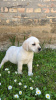 Foto №3. Labrador Retriever. Serbien