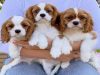 Foto №1. cavalier king charles spaniel - zum Verkauf in der Stadt London | 400€ | Ankündigung № 56571