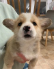 Foto №2 zu Ankündigung № 59084 zu verkaufen welsh corgi - einkaufen USA quotient 	ankündigung