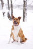 Foto №2 zu Ankündigung № 90656 zu verkaufen mischlingshund - einkaufen Russische Föderation aus dem tierheim