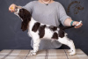 Foto №3. Englischer Springer Spaniel Welpe. Ukraine