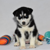 Foto №4. Ich werde verkaufen siberian husky in der Stadt Даллас. quotient 	ankündigung - preis - 473€