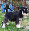 Foto №4. Ich werde verkaufen schnauzer in der Stadt Bačka Topola. züchter - preis - 150€