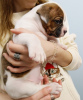 Foto №2 zu Ankündigung № 8589 zu verkaufen american bulldog - einkaufen Ukraine züchter