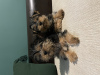 Foto №2 zu Ankündigung № 81736 zu verkaufen yorkshire terrier - einkaufen Belgien quotient 	ankündigung