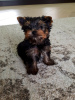 Foto №2 zu Ankündigung № 35878 zu verkaufen yorkshire terrier - einkaufen Deutschland quotient 	ankündigung