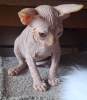 Foto №2 zu Ankündigung № 117212 zu verkaufen sphynx-katze - einkaufen Deutschland quotient 	ankündigung