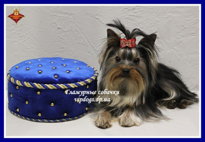 Foto №2 zu Ankündigung № 6233 zu verkaufen yorkshire terrier - einkaufen Ukraine vom kindergarten