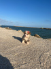 Foto №3. Ich verkaufe Pembroke-Corgi-Welpen. Spanien