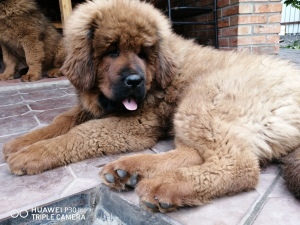 Foto №3. Tibetischer Mastiff. Russische Föderation