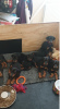 Foto №1. jack russell terrier, dobermann - zum Verkauf in der Stadt Kaunas | 450€ | Ankündigung № 12226