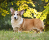 Foto №1. welsh corgi - zum Verkauf in der Stadt Dnipro | 850€ | Ankündigung № 12238