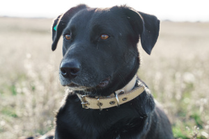 Foto №2 zu Ankündigung № 6500 zu verkaufen mischlingshund - einkaufen Russische Föderation aus dem tierheim
