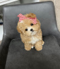 Foto №3. Teacup Poodle Puppies Available Male And Female. Niederlande