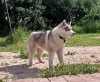 Foto №1. siberian husky - zum Verkauf in der Stadt Woronesch | 571€ | Ankündigung № 11609