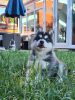 Foto №3. Erstaunliche reinrassige Siberian Husky-Welpen. Großbritannien