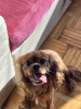 Foto №2 zu Ankündigung № 114313 zu verkaufen cavalier king charles spaniel - einkaufen Bulgarien quotient 	ankündigung