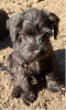 Foto №4. Ich werde verkaufen schnauzer, schnauzer in der Stadt Loznica.  - preis - 300€