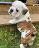 Foto №3. Süße englische Bulldogge Welpen. Deutschland