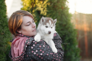 Zusätzliche Fotos: Elite Chocolate Siberian Husky Puppies von Herstellern mit dem Titel