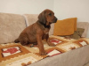 Foto №1. rhodesian ridgeback - zum Verkauf in der Stadt Janopol | 500€ | Ankündigung № 102989