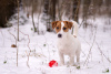 Zusätzliche Fotos: Pedigree Welpe Jack Russell Terrier