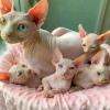 Foto №1. sphynx-katze - zum Verkauf in der Stadt St. Petersburg | 450€ | Ankündigung № 36789