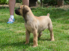 Zusätzliche Fotos: Südafrikanische Boerboel-Mastiff-Welpen