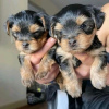 Foto №2 zu Ankündigung № 120626 zu verkaufen yorkshire terrier - einkaufen Finnland quotient 	ankündigung, züchter