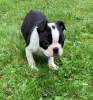 Foto №3. Entzückende Boston Terrier-Welpen zur kostenlosen Adoption. Deutschland