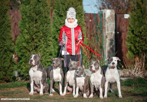 Foto №3. Amstaff blaue Welpen. Russische Föderation