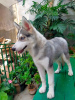 Foto №2 zu Ankündigung № 51130 zu verkaufen siberian husky - einkaufen Finnland quotient 	ankündigung