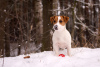 Zusätzliche Fotos: Pedigree Welpe Jack Russell Terrier