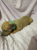 Zusätzliche Fotos: Amstaff Terrier Welpen Reserve