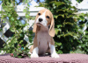 Foto №4. Ich werde verkaufen beagle in der Stadt Mailand. vom kindergarten - preis - 400€