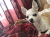 Zusätzliche Fotos: Auf der Suche nach einem Macho-Chihuahua