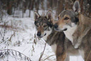 Zusätzliche Fotos: Tschechoslowakische Wolfshundewelpen zu verkaufen