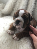 Foto №4. Ich werde verkaufen englische bulldogge in der Stadt Nürnberg. züchter - preis - 380€