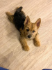 Foto №3. Norwich Terrier Welpe. Russische Föderation