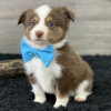 Foto №2 zu Ankündigung № 50492 zu verkaufen australian shepherd - einkaufen USA quotient 	ankündigung