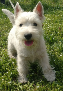 Foto №4. Ich werde verkaufen west highland white terrier in der Stadt Dnipro. vom kindergarten - preis - 756€