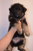 Foto №2 zu Ankündigung № 9167 über den Kauf deutscher schäferhund - einkaufen Ukraine quotient 	ankündigung